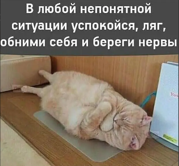 Погнали! С котовторником, други!