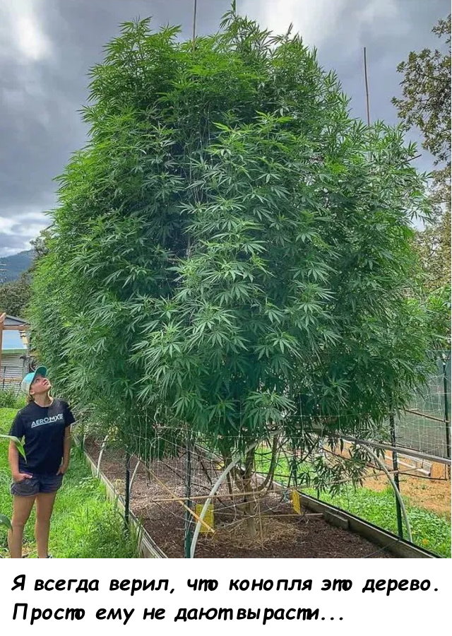 Весёлый полтишок 26.09