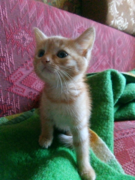 Котовторник. Королева помойки