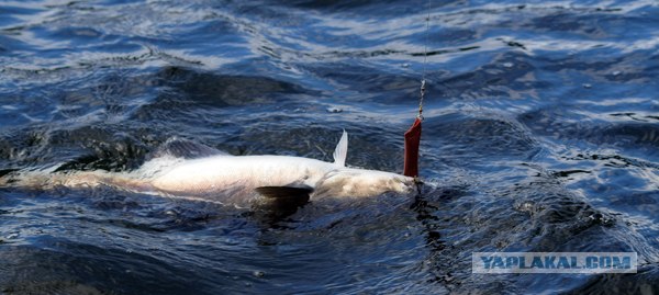 Моя первая рыбалка...