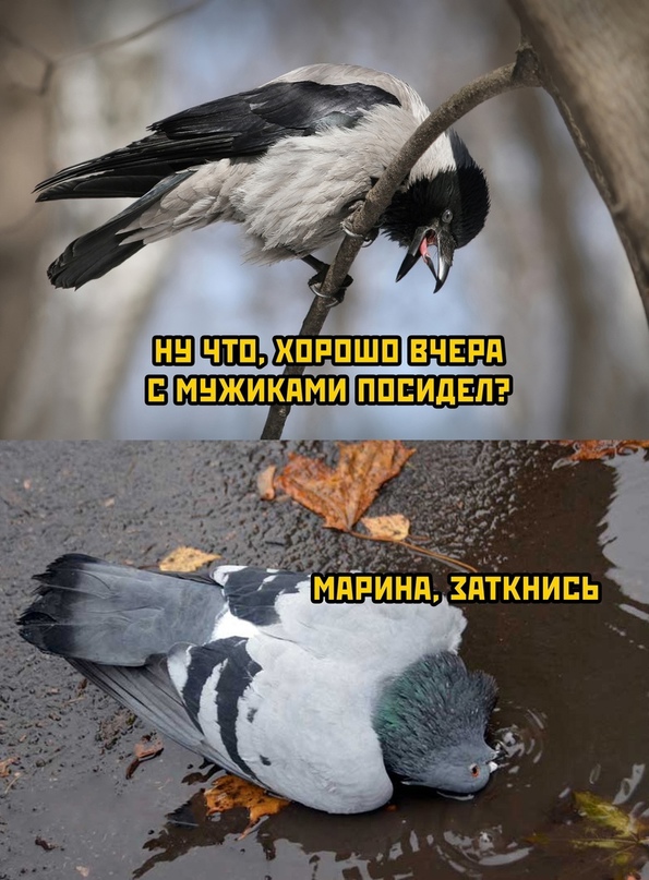 Картинки и мемы, всяко разно - 171
