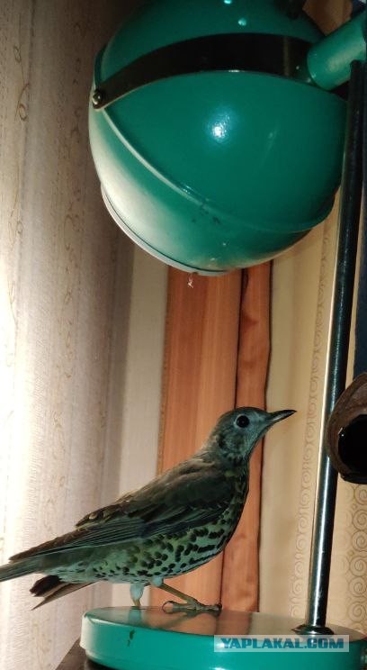 Свиристели, свиристели... пообедать прилетели!