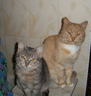 Васенька