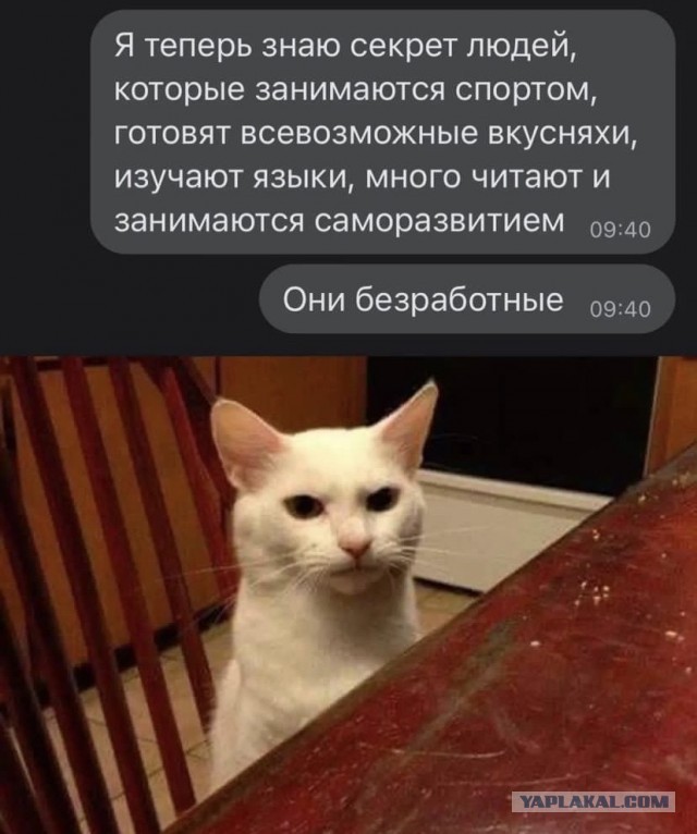 Кошки не обучаемы?