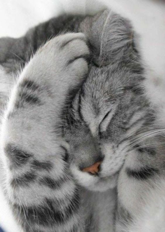 К котовторнику: подборка картинок-баянов с котиками и про котиков. Выпуск 8