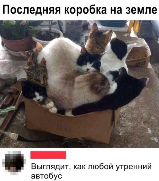 К котовторнику: подборка картинок-баянов с котиками и про котиков. Выпуск 10