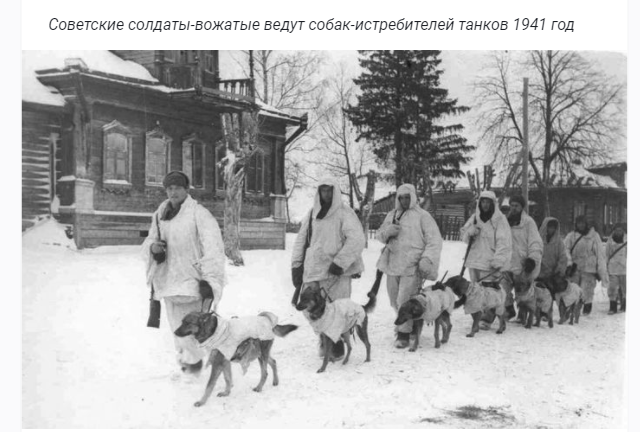 Собаки-истребители танков на Курской дуге