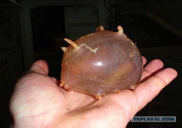 Странные и удивительные животные
