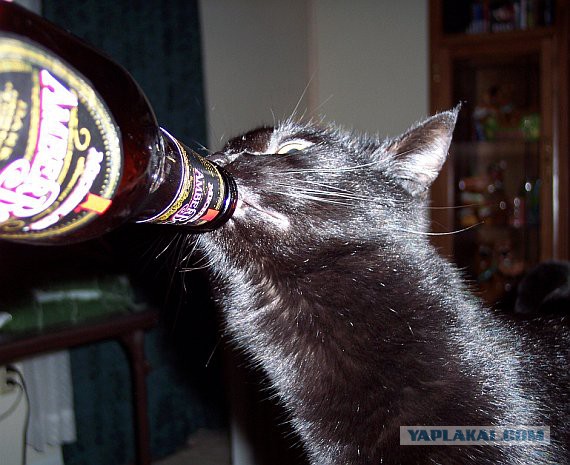 Пьяный котяра