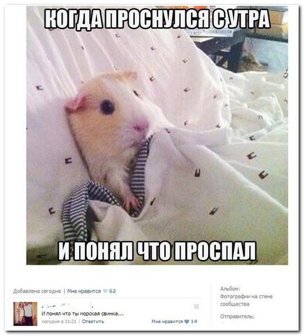 Смешные комментарии из социальных сетей (апрель)