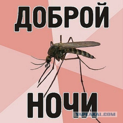 Рукажопства пост. Пруд во дворе.