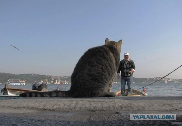 Кот-гигант