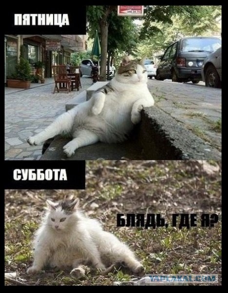 Известные котомемы.