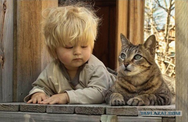 Прикольные коты