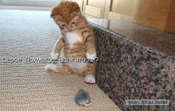 Удивление по-кошачьи