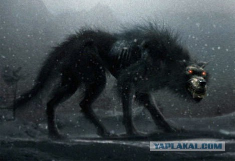 Исчезающая собака
