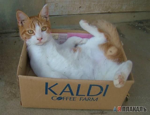 Коты, кошки, котята