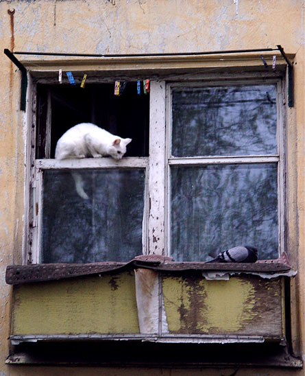 Коты, кошки, котята