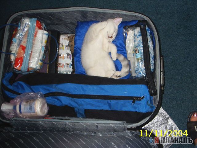 Коты, кошки, котята