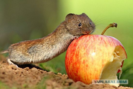 Подборка интересных и веселых картинок