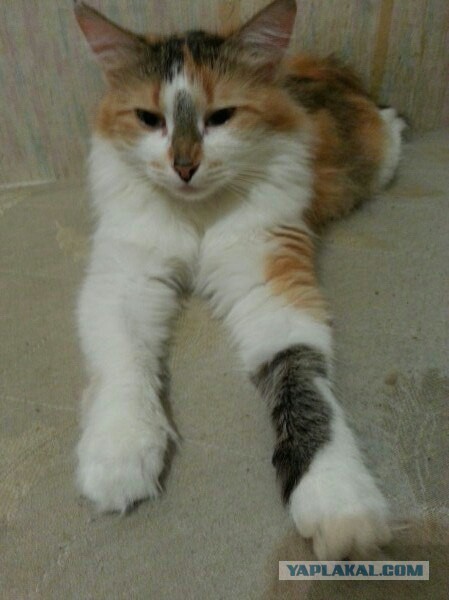 Жизнь домашнего приюта для котеек 107