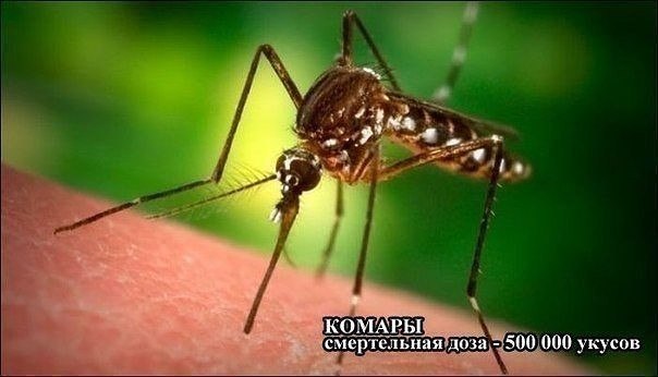 Немного картинок и гифок.