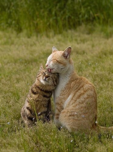 Коты из сети