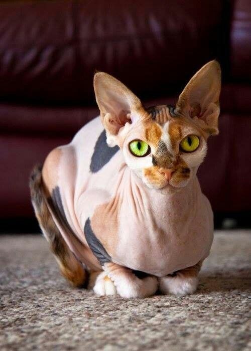 Коты и Кошки