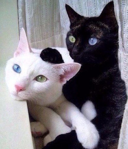 Коты и Кошки