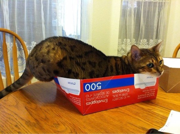 Коты и Кошки