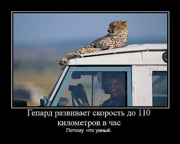 Просто веселые картинки. Иногда абсурдные, а иногда и с черным юмором