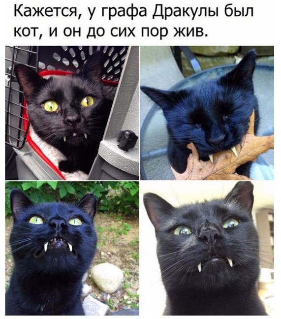 Прикольные картинки 19.06.2017.