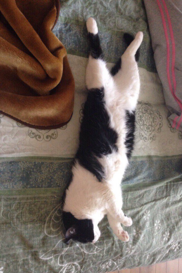 Коты и Кошки