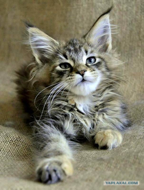 Котовторник 28.11.2017