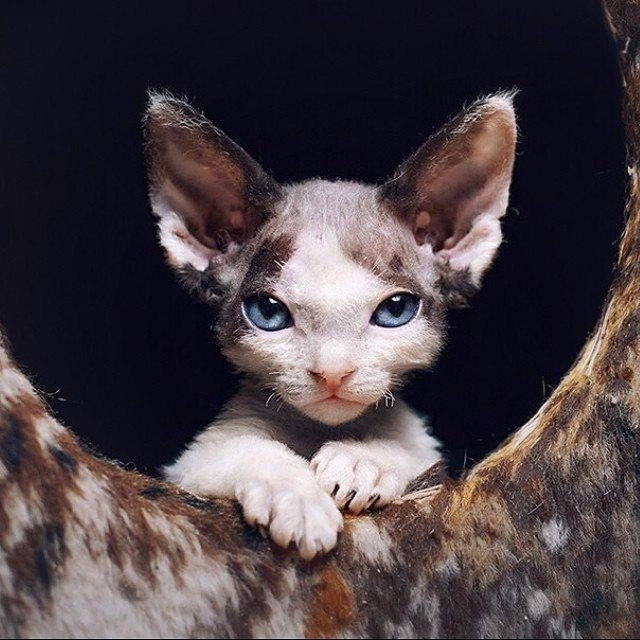Коты и Кошки