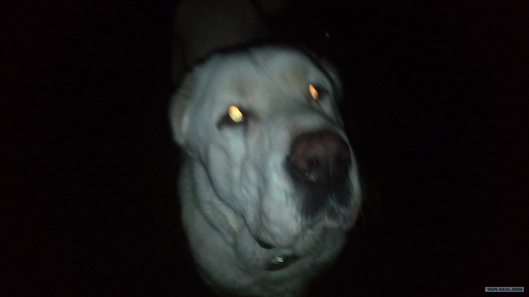 Волкодав 73. Кавказская овчарка породы волкодав. Собака ирландский волкодав. Ирландский волкодав. Багряный окрас русской гончей.