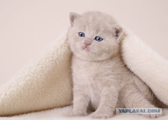 Котовторник на ЯПлакалъ (03.06), котята (31 шт)