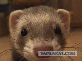Постим хорьков в пятницу!