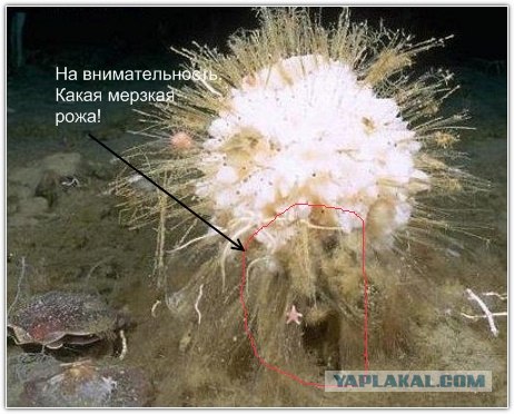 Братья наши меньшие - долгожители