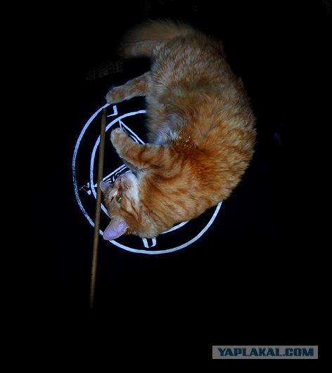 Котовторник 27 июля: лучше сидеть лежа!