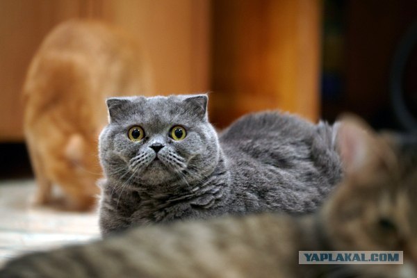 Котейкин вторник! Космический 12.04!
