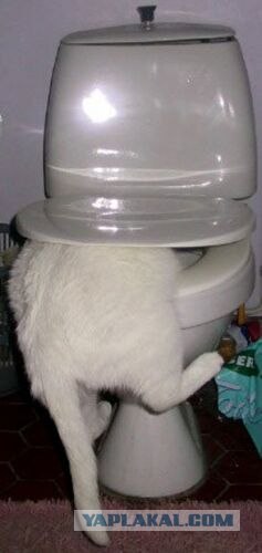 Сонный Котовторник