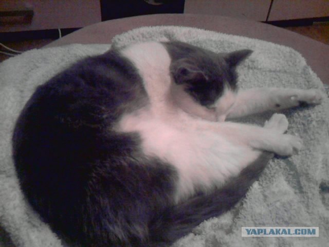 Котовторник 22.11.11
