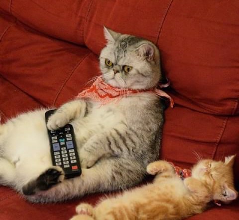 Прикольных котов пост