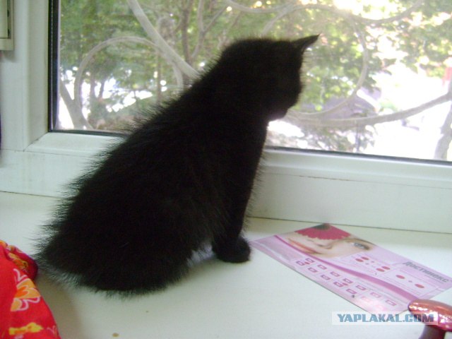 Котовторник   5.06.2012