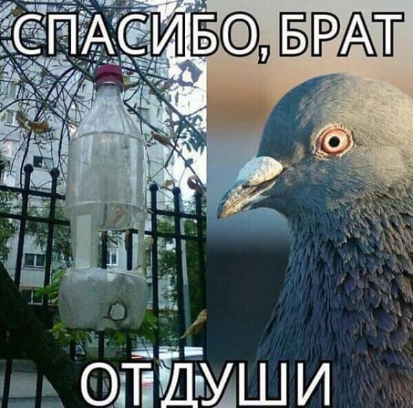 Стандартный юмор #4