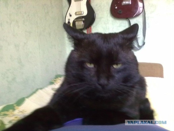 Кот на кресле