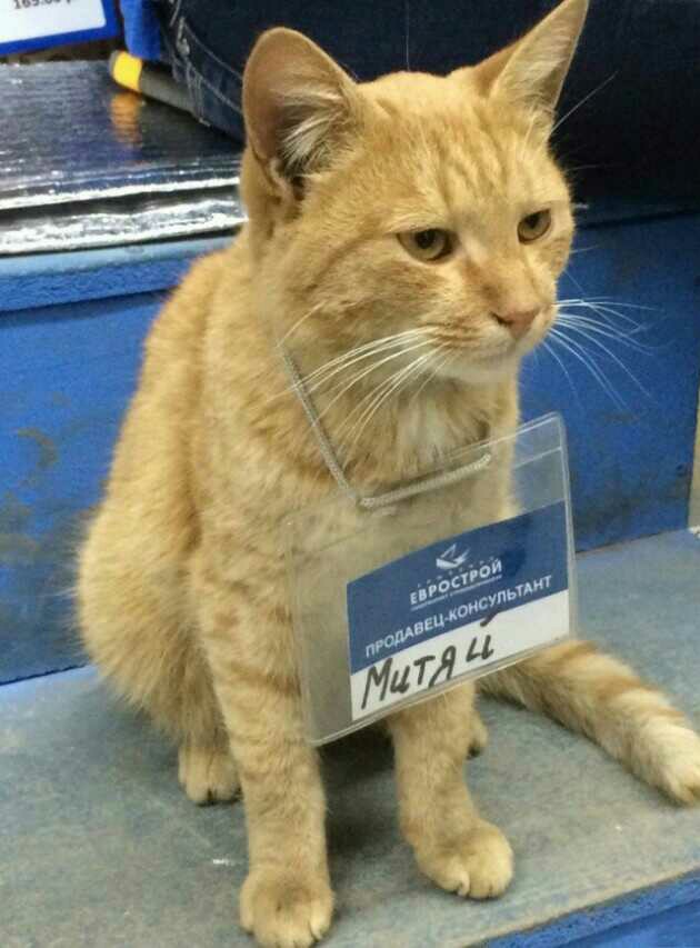 Чо, поцоны? Котовторнег?!