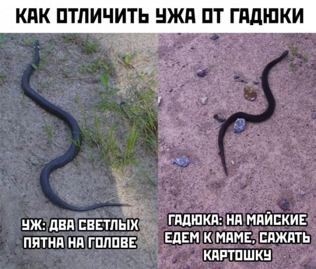 Под Астраханью рыбаков напугала гигантская трехметровая змея