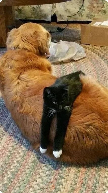 Уже не котовторник, но еще и не собакочетверг